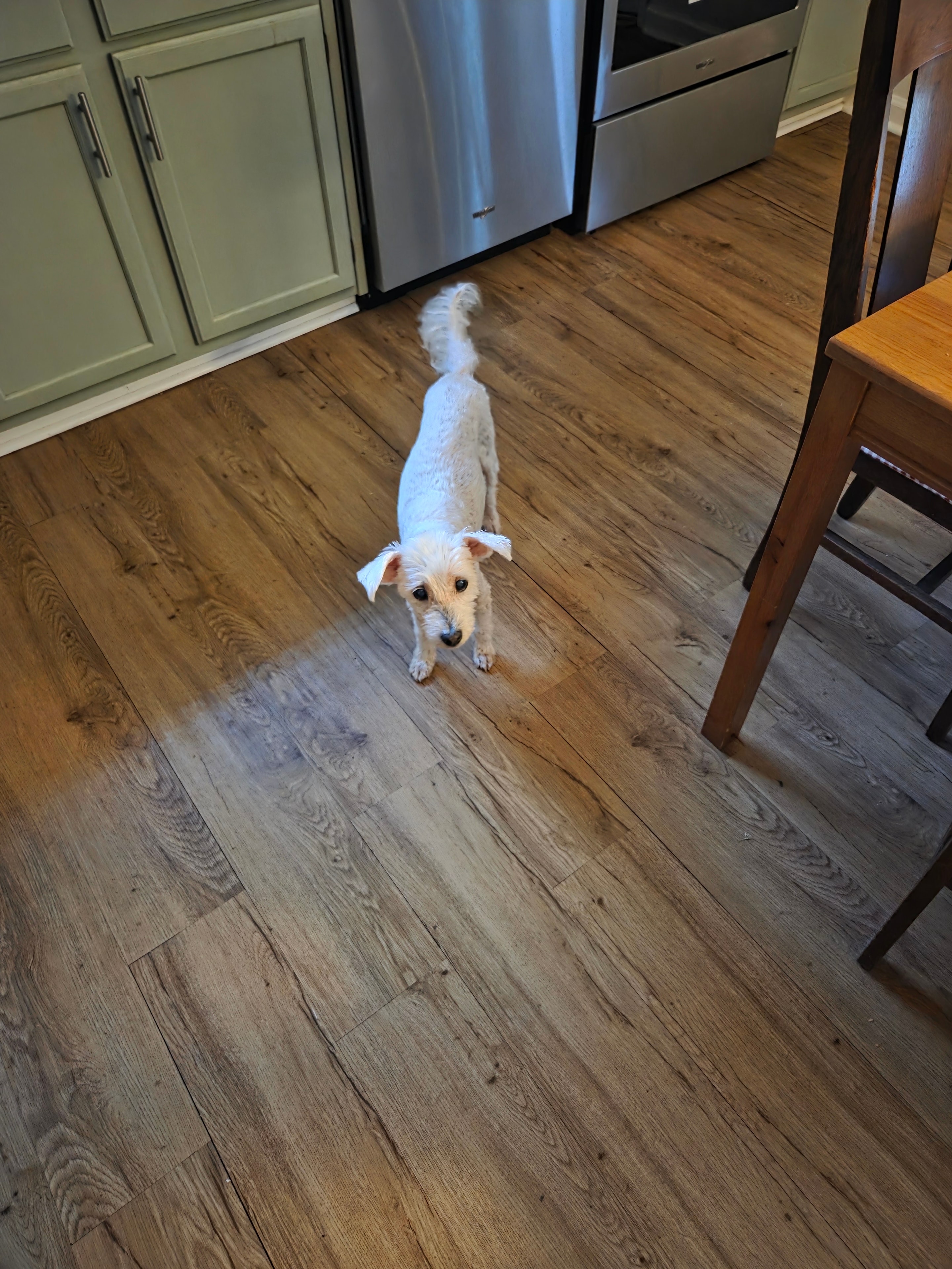 Happy white dog in a kitchen