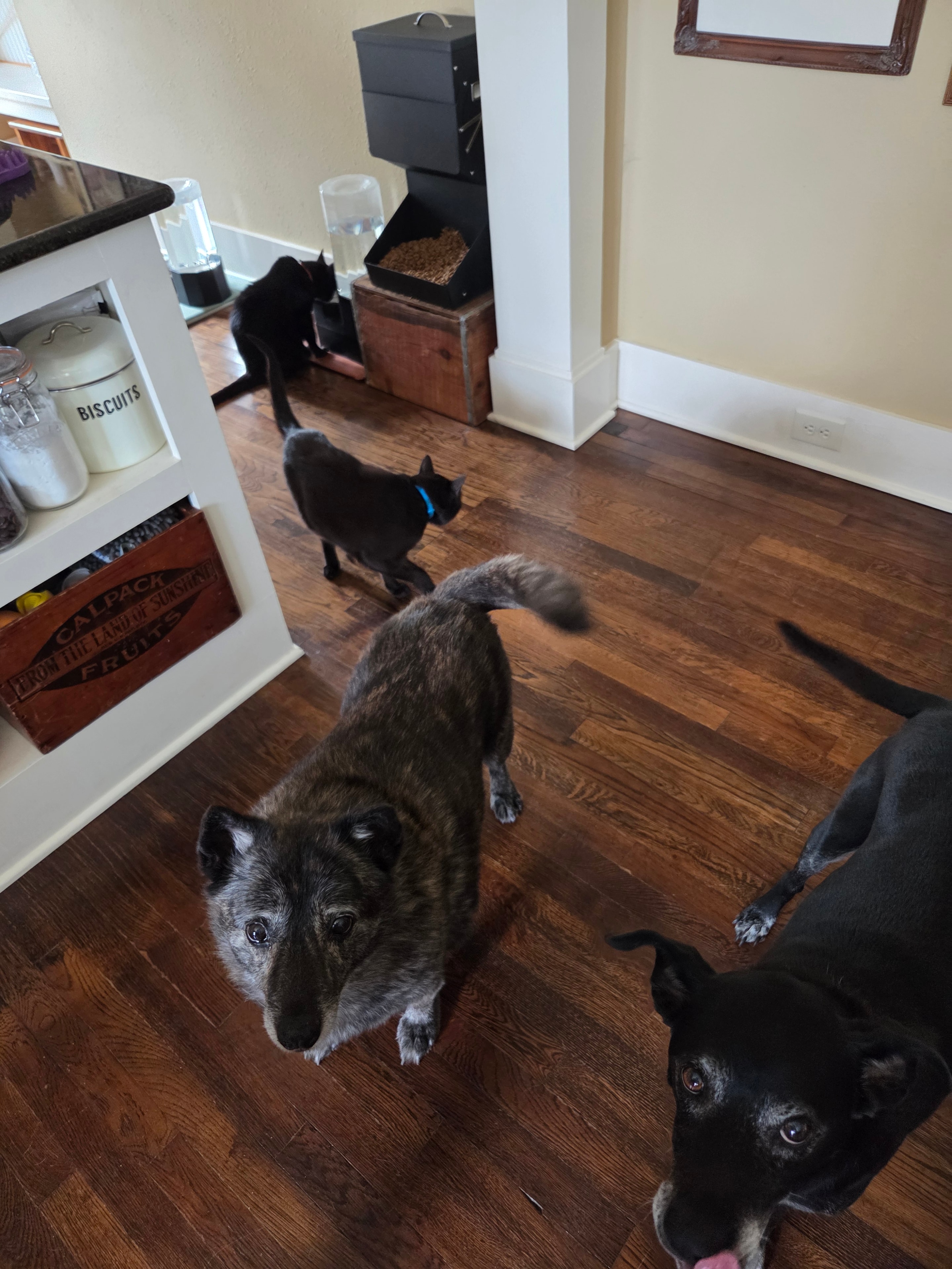 Three dogs in a cozy home setting